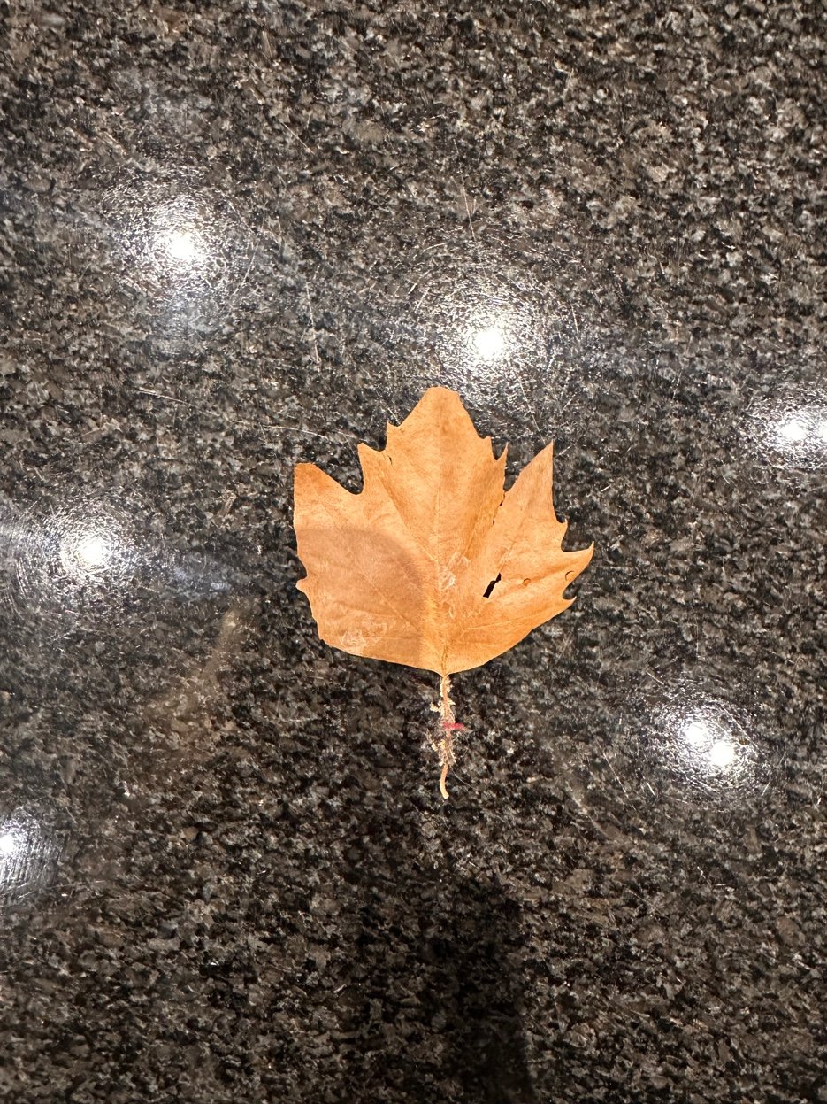 Brown maple leaf on a polished granite counter with bright reflections
