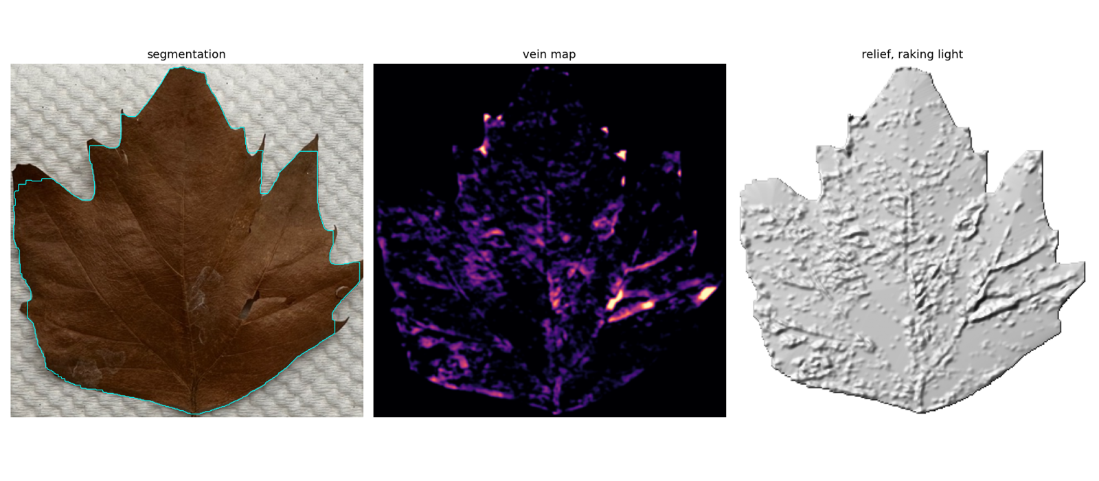 Three panels: segmented leaf photo, extracted vein map, and the shaded relief mesh