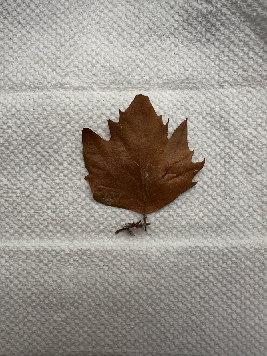 Brown maple leaf lying flat on a white paper towel, photographed from above