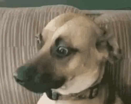 My honest reaction