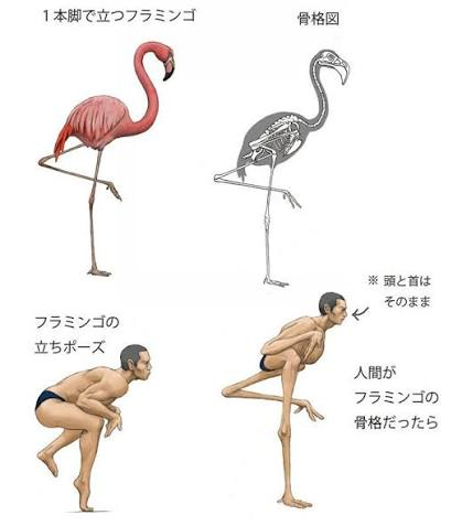 Comparison of human and flamingo leg anatomy
