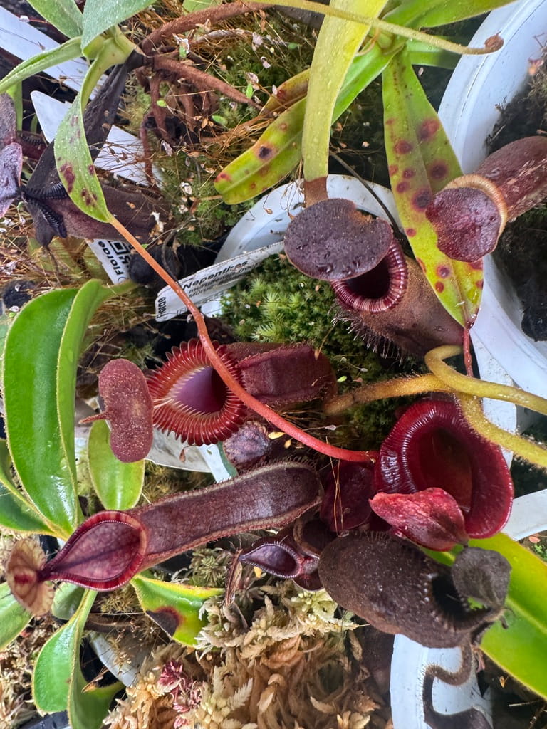 A lot of nice pitchers!