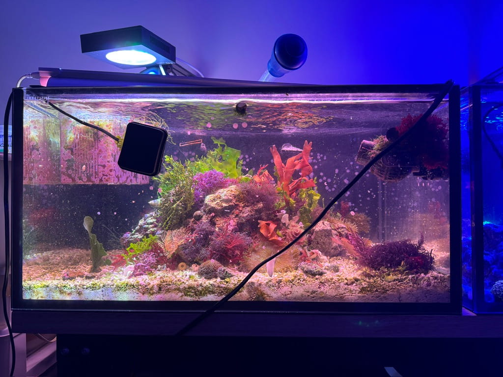 Macroalgae and invertebrates