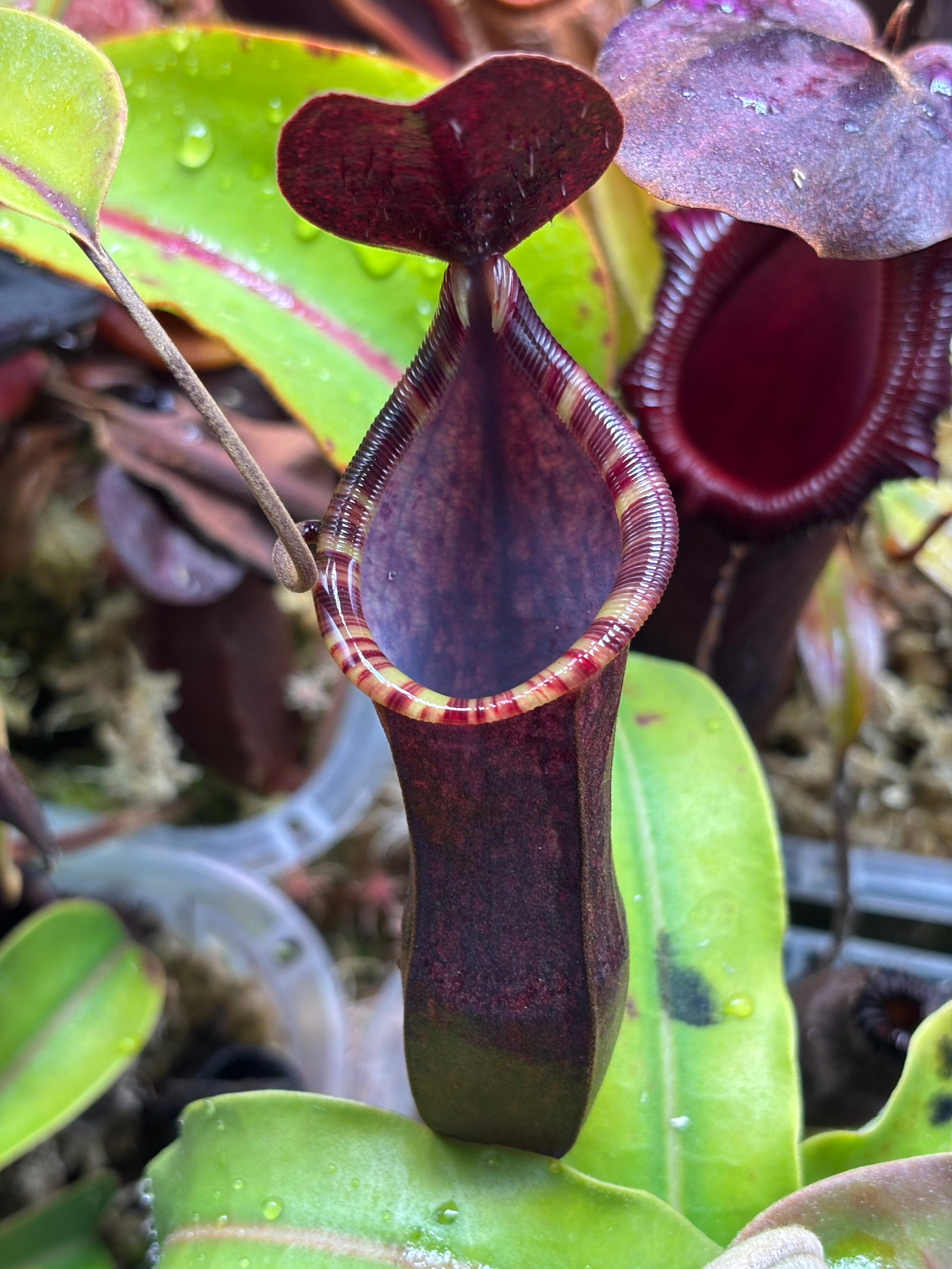 A nice pitcher!