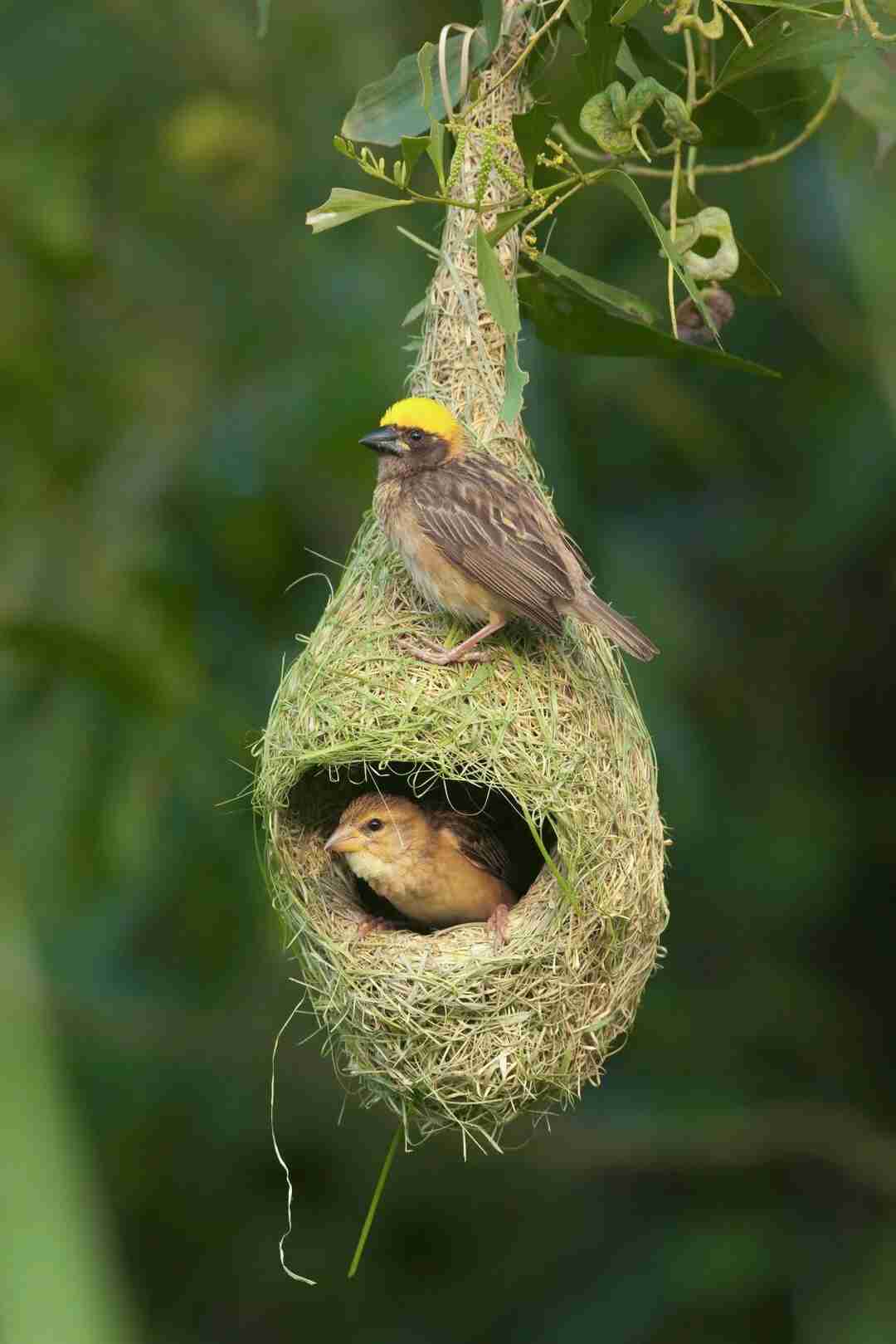 bird
