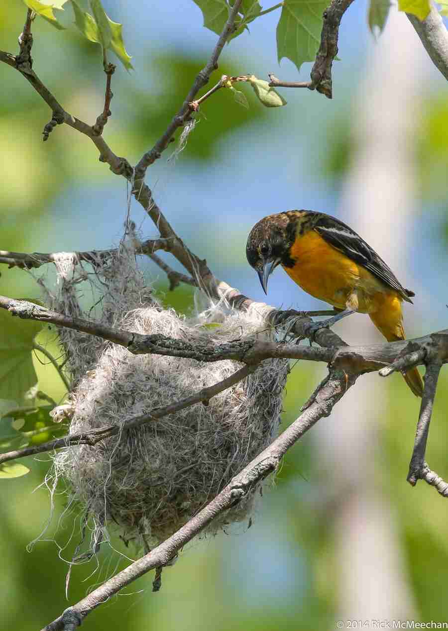bird