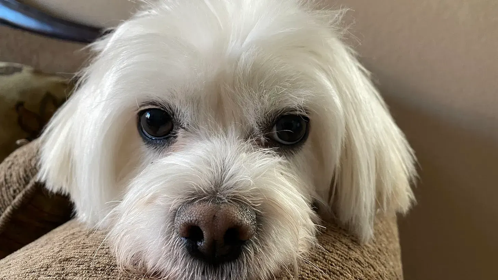 dog.png