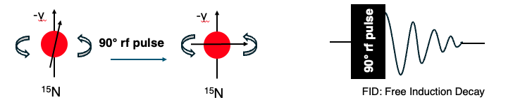 A 90 degree RF pulse tips a 15N spin into the transverse plane, followed by the decaying FID signal