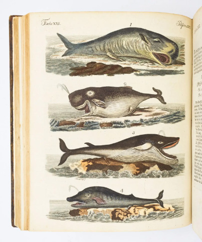 A hand-colored plate from Bertuch’s Bilderbuch für Kinder.