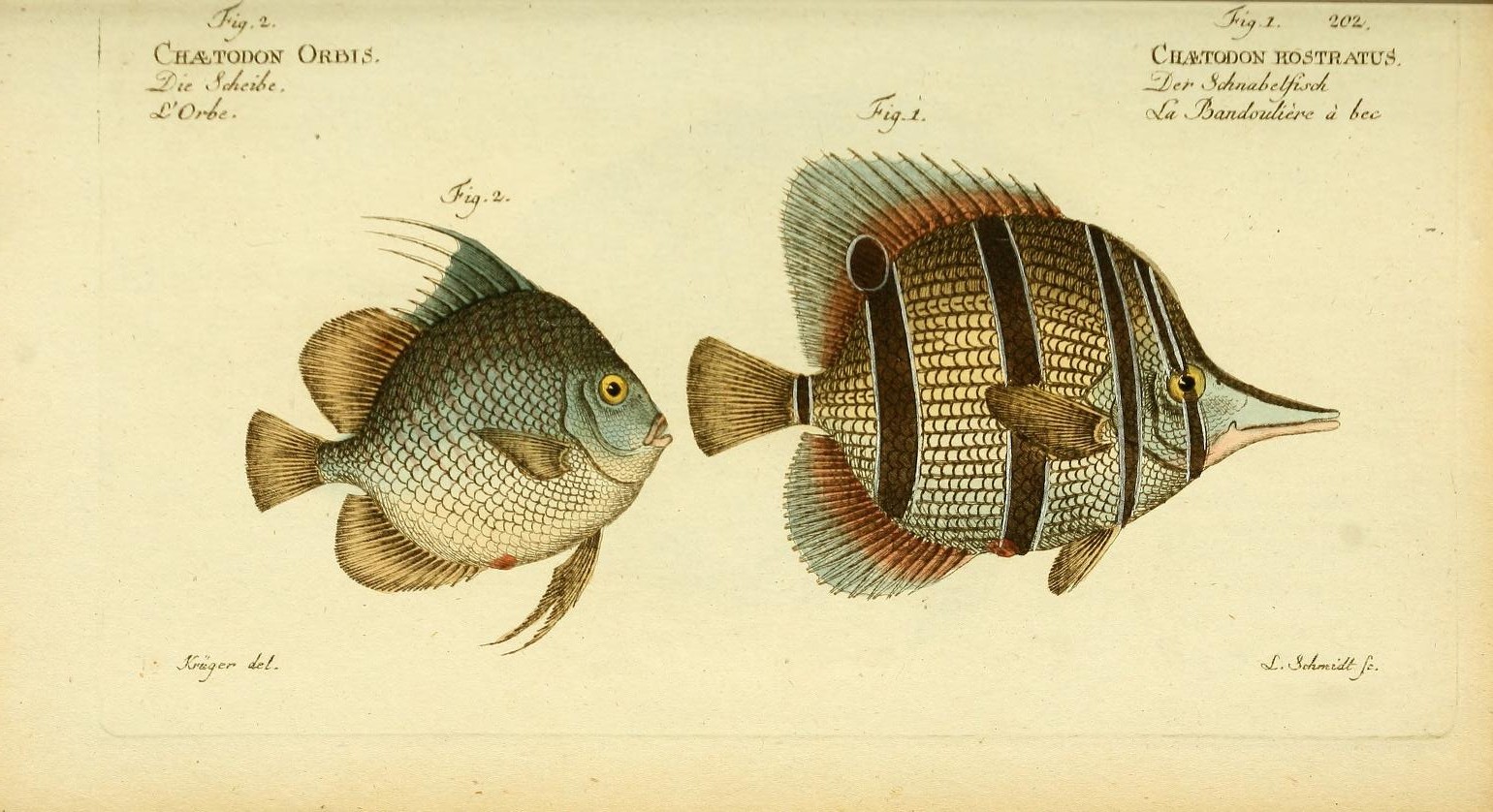 Plate showing a Round Spadefish and a Butterfly Fish.