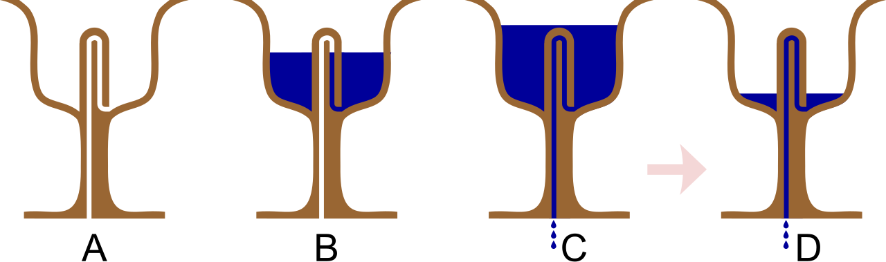 Scheme of the Pythagorean cup phenomenon.